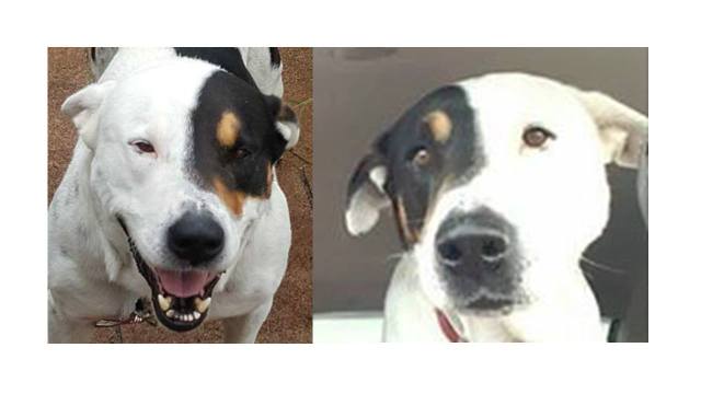 reversed photos of dog